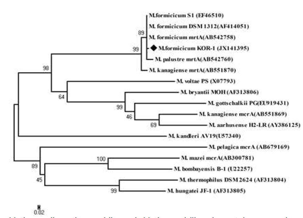 Phylogenetic tree of deduced mcr A and mrt A (methyl-coenzyme M reductase isoenzyme) genes sequences indicating the relationship of Methanobacterium formicicum strain KOR-1 to members of the genus Methanobacterium and other methanogenic archaea.