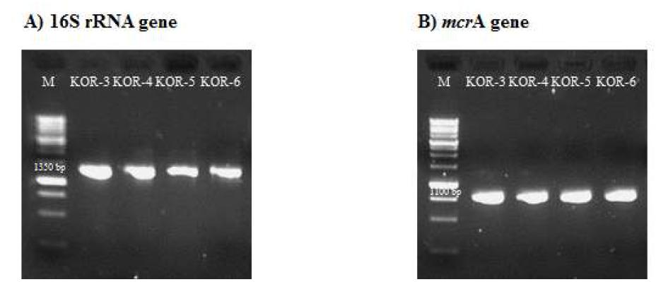 Agarose gel electrophoresis of PCR products from isolates of KOR-3, -4, -5 and -6. A) 16S rRNA gene and B) mcrA gene