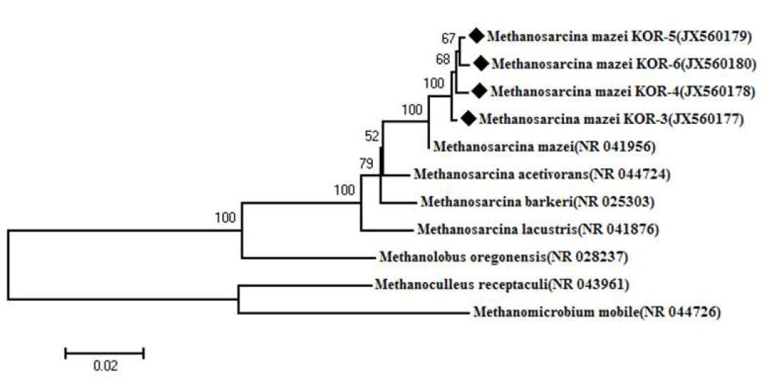 Phylogenetic dendrogram of 16S rRNA gene sequences showing the position of Methanosarcina mazei strains KOR-3, 4, 5, and 6 relative to other species of the genus Methanosarcina as well as selected reference sequences of methanogens.