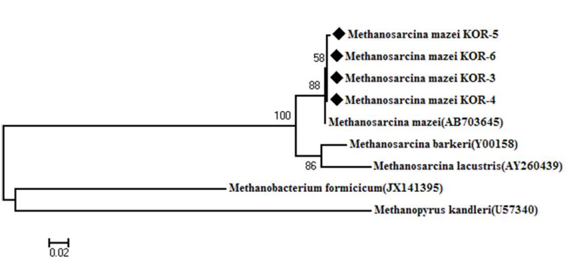 Phylogenetic tree of deduced mcrA genes sequences indicating the relationship of Methanosarcina mazei strains KOR-3, 4, 5 and 6 to members of the genus Methanosarcina and other methanogenic archaea.