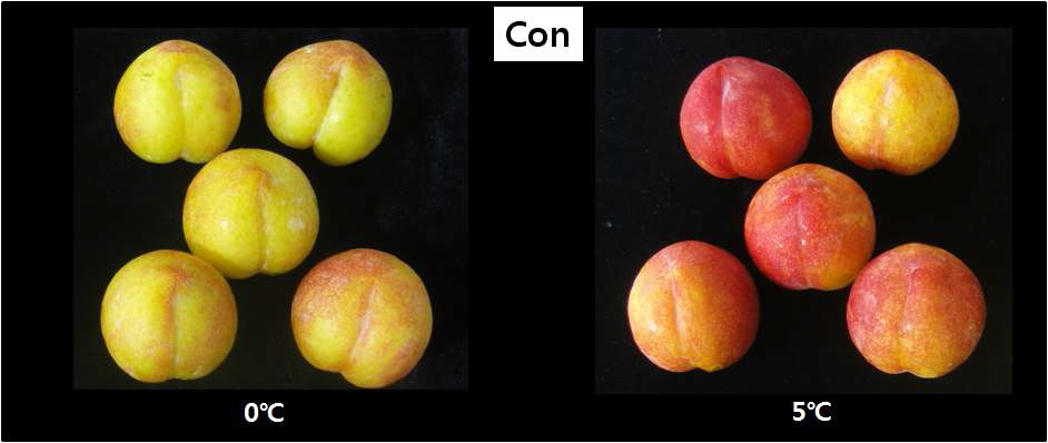 그림 19. 저장 온도별 자두 과실의 외부 품질 비교 (0℃, 5℃)