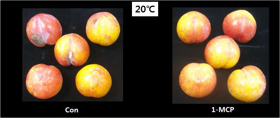 그림 20. 1-MCP 처리에 따른 자두 과실의 외부 품질 비교 (20℃)