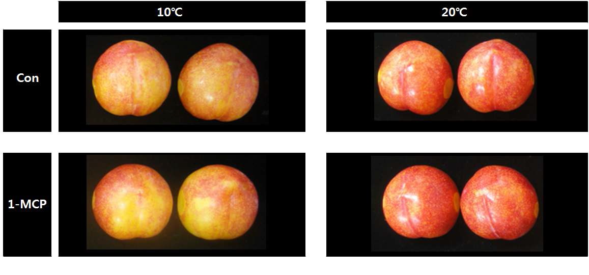 그림 22. 저장 온도별 자두 과실의 외부 품질 비교 (10℃, 20℃)