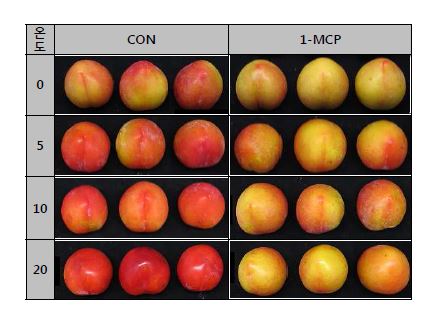 그림 30. 저장 온도별 자두 과실의 외부 품질 비교
