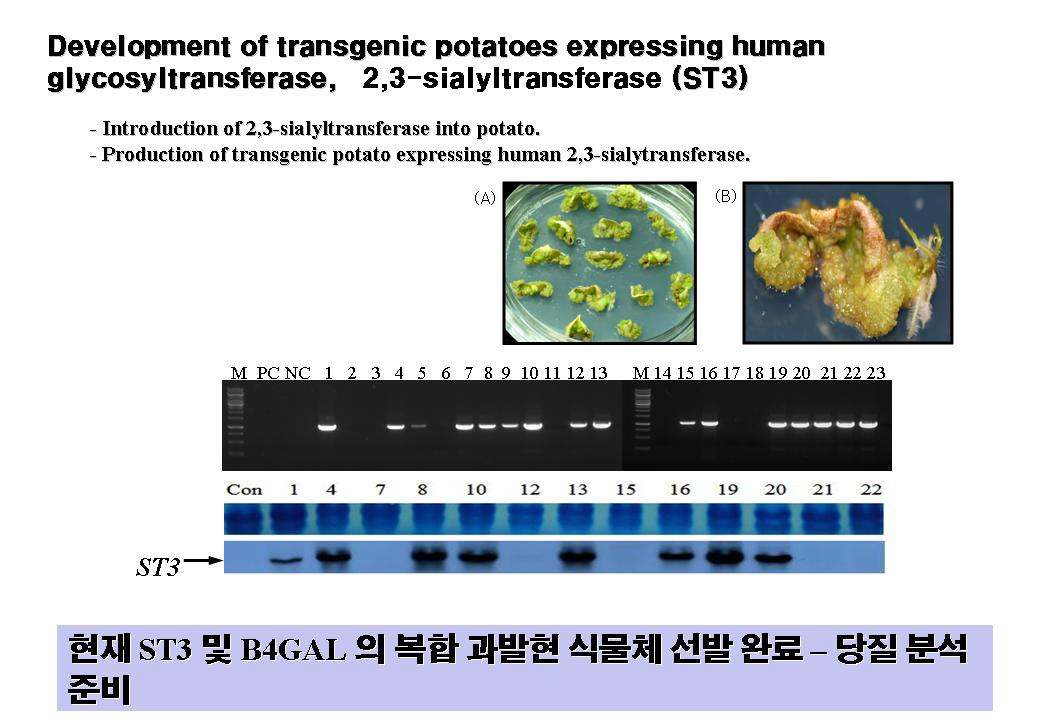 Fig. 39. 형질전환 Human 2,3-sialyltransferase 유전자가 발현되는 식물체 PCR 선별과 Northern 분석