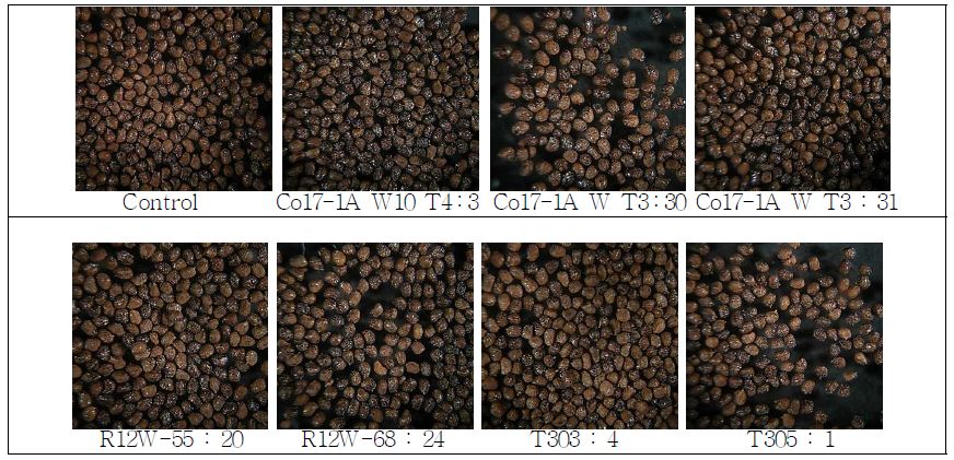Fig. 51. 종자의 외형적 모습 비교