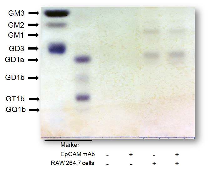 Fig. 56. HPTLC 결과