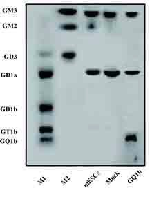 Fig. 65. ST8Sia5 gene이 삽입된 생쥐 배아 줄기세포에서 Ganglioside GQ1b의 발현확인