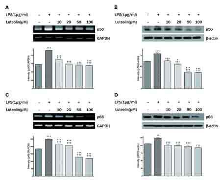 Fig. 77. luteolin에 염증반응 억제효과에서 NF-κB p50 및 p65 mRNA 및 단백질 확인