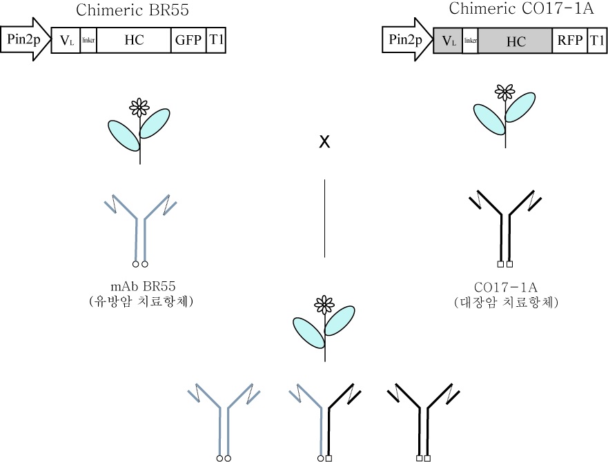 Fig. 94. 동물실험을 통해 항암 • 항체의 half-life를 확인하기 위해 GFP 및 RFP를 fusion시켜 형질전환체 확립 모식도