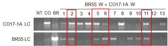 Fig. 97. 형질전환 식물체에서 두 mAb (CO17-1A와 BR55) 단백질 유전자를 PCR을 통해 확인한 결과