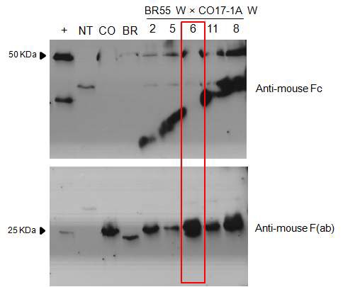 Fig. 98. 형질전환 식물에서의 두 mAb (CO17-1A와 BR55) 단백질 발현.