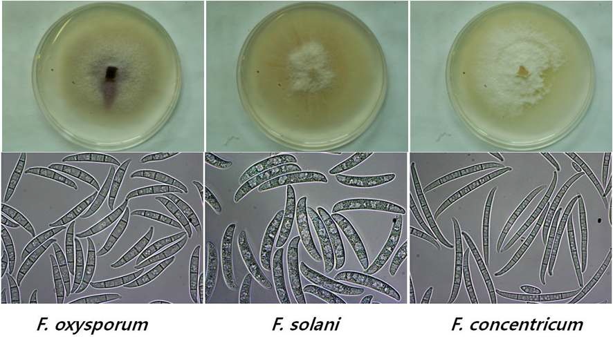 그림 1. 마에서 분리된 Fusarium 속 균의 균총과 분생포자형태
