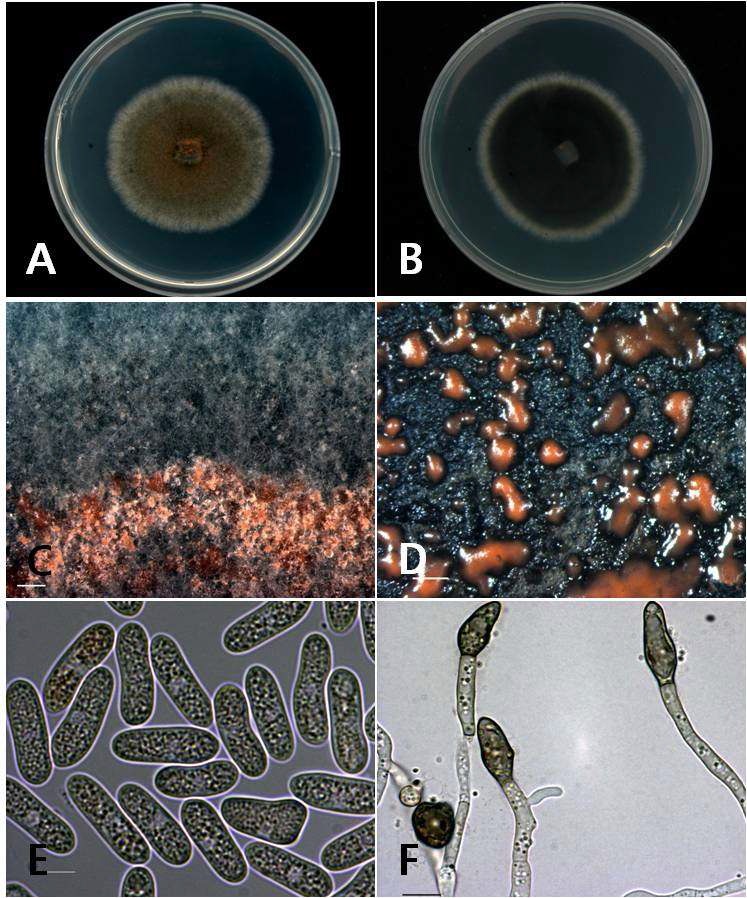 그림 3. 병원균의 형태적, 배양적 특징