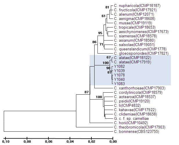 그림 4. ITS+GAPDH+CAL+ACT+CHS1염기서열에 기초한 Phylogenetic tree