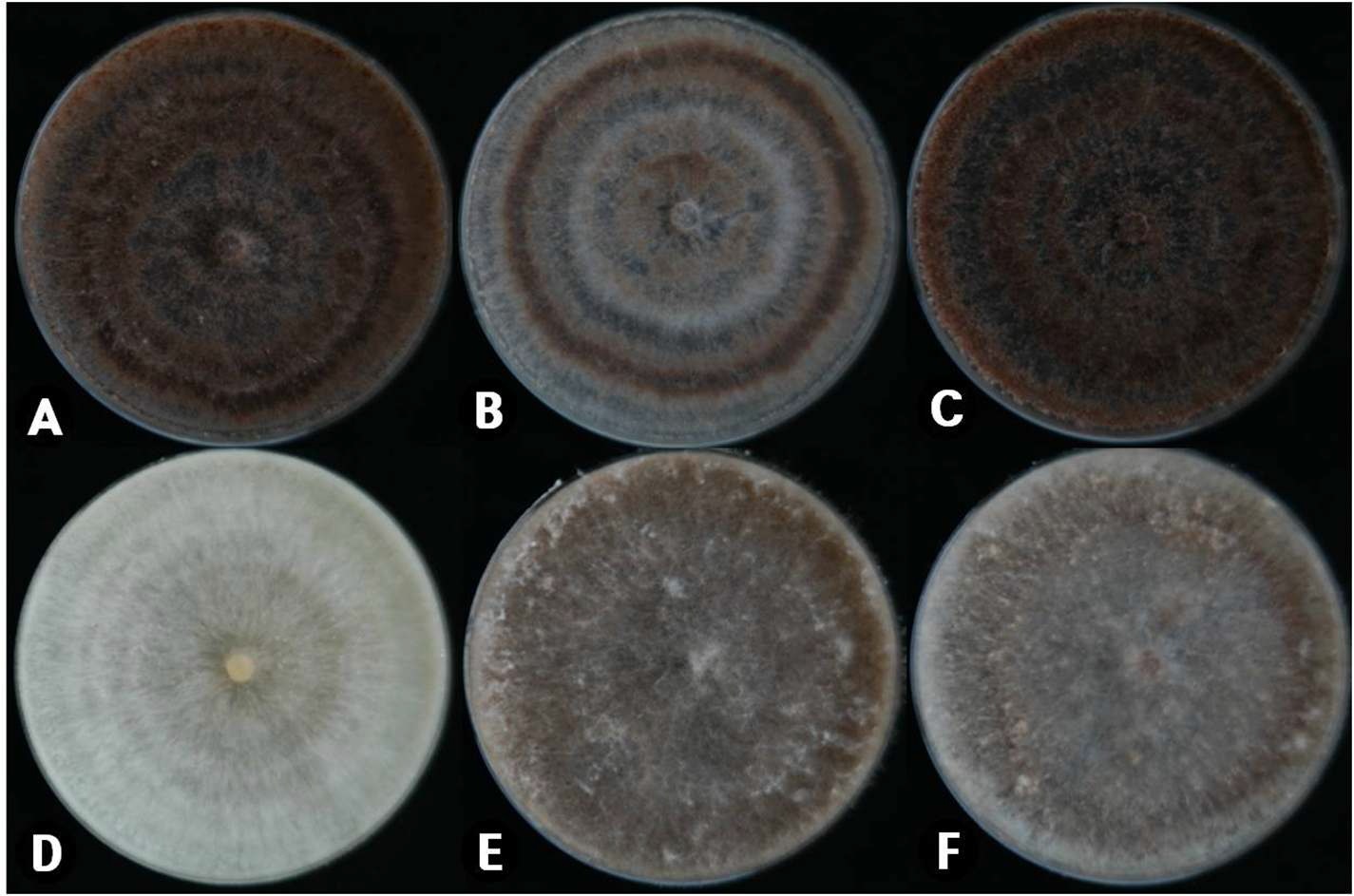 그림 6. Rhizoctonia solani (A∼C)와 Ceratobasidium (D∼F)속 균의 PDA배지에서 균총