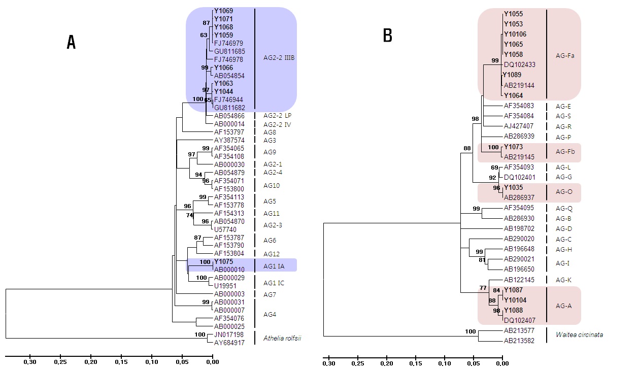그림 7. 마에서 분리한 Rhizoctonia solani 와 Ceratobasodium 속의 Phylogenetic tree.