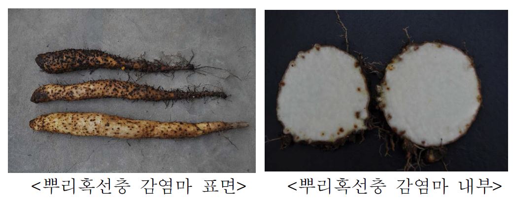 그림 2. 뿌리혹선충 감염 마의 표면 및 내부