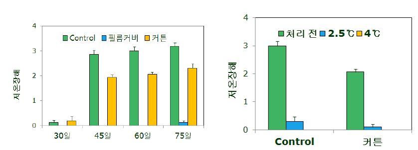 그림 60. 봄배추 저장(0℃) 중 저온장해(좌) 및 저장 2개월 배추 승온 후 저온장해(우)