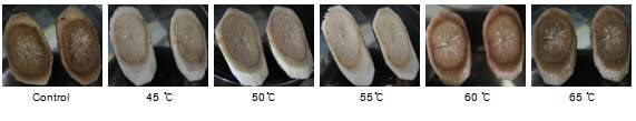 Fig. 8. Changes of appearance by different washing temperature on fresh-cut burdocks at roon temperature after 24 h.