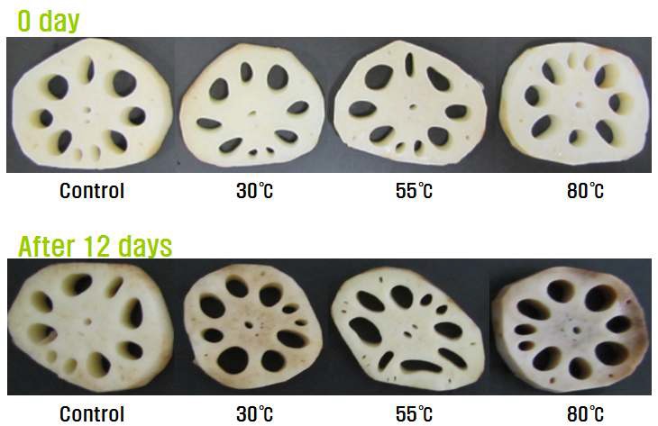 Fig. 12. Changes in appearance of lotus root by different water temperatures during storage at 4℃