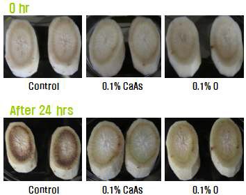 Fig. 14. Changes of appearance by various antibrowning agents of fresh-cut burdock at room temperature (CaAs: calcium ascorbate, O: orange peel extract).