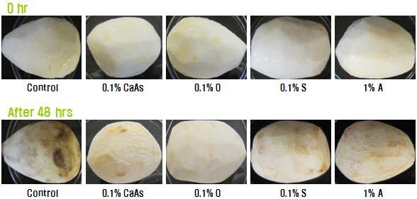 Fig. 15. Changes of appearance by various antibrowning agents of fresh-cut burdock at room temperature (CaAs: calcium ascorbate, O: orange peel extract, S: Salvia miltiorrhiza Bunge, A: Atractylodes japonica Koidzumi).