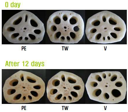 Fig. 22. Changes in appearance of heat treated lotus roots by different packaging types during 12 days at 4℃ (PE: Polyethylene, TW: PET (polyethylene terephthalate) tray+wrapping, V: Vacuum packaging).