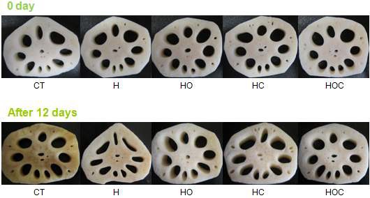 Fig. 25. Changes in the appearance of fresh-cut lotus root by heat treatment and various browning inhibitors at 4°C (H: heat treatment, HO: heat treatment + orange peel extract, HC: heat treatment + calcium ascorbate, HOC: heat treatment + orange peel extract + calcium ascorbate).