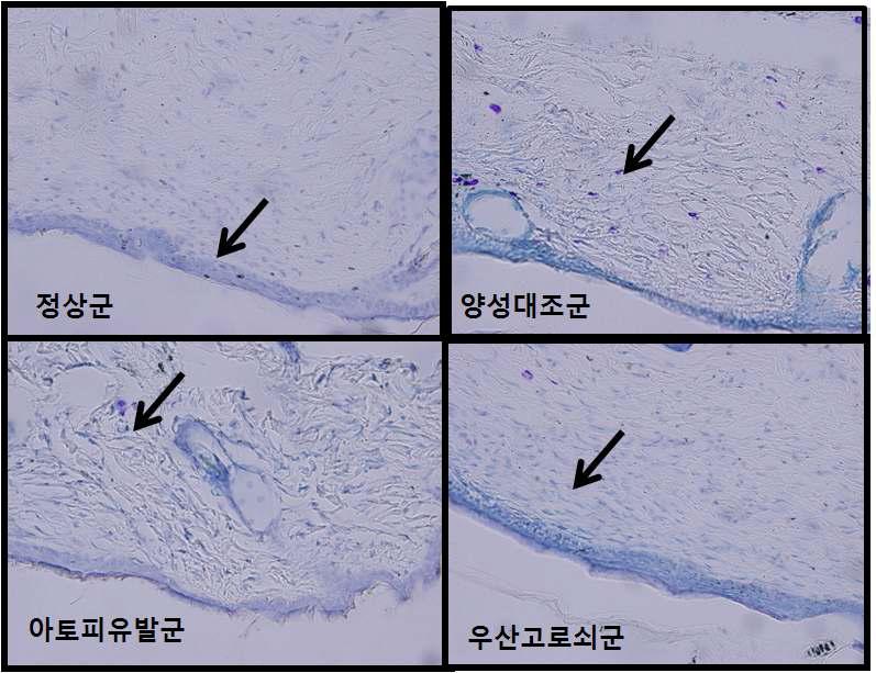 우산고로쇠의 마스트셀(염증인자)의 감소