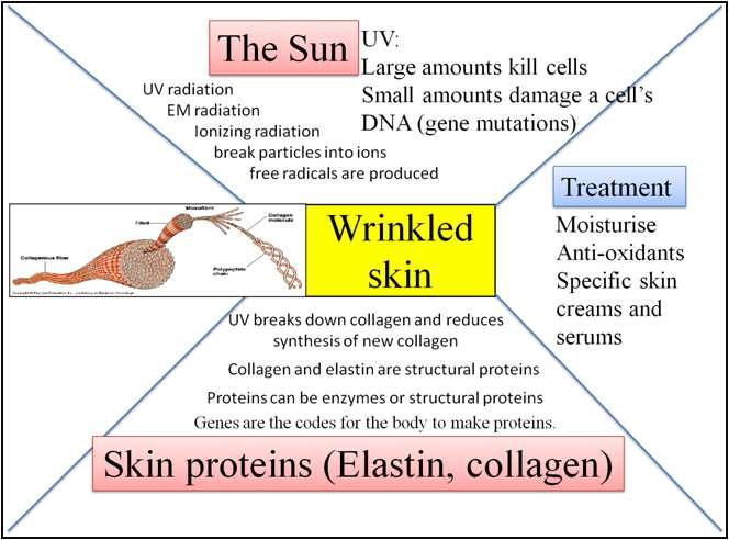 피부 주름 발생의 다양한 기전