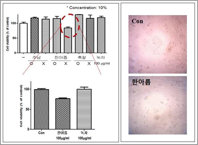 세포 독성 평가