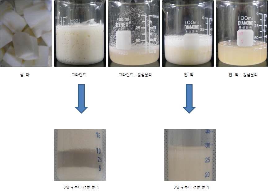 처리 조건에 따른 다양한 마 점액질.