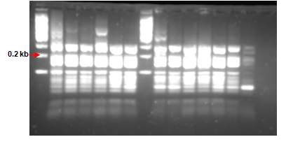 그림 1. ARDRA profiles after digestion with H aeⅢ and H haⅠof 13 isolated strains from dairy cattle rumen. Lane M, size marker