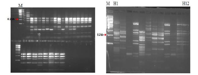 그림 2. ARDRA profiles after digestion with H aeⅢ and H haⅠof 36 isolated strains from Korean black goats. Lane M, size marker