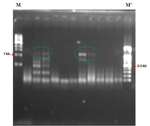 그림 3. Agarose gel electrophoresis of amplified FTHFS gene of isolated strains of dairty cattle and Korean black goats rumen fluid. Lane M, size marker (1 kb ladder; NEB), Lane M' , size marker