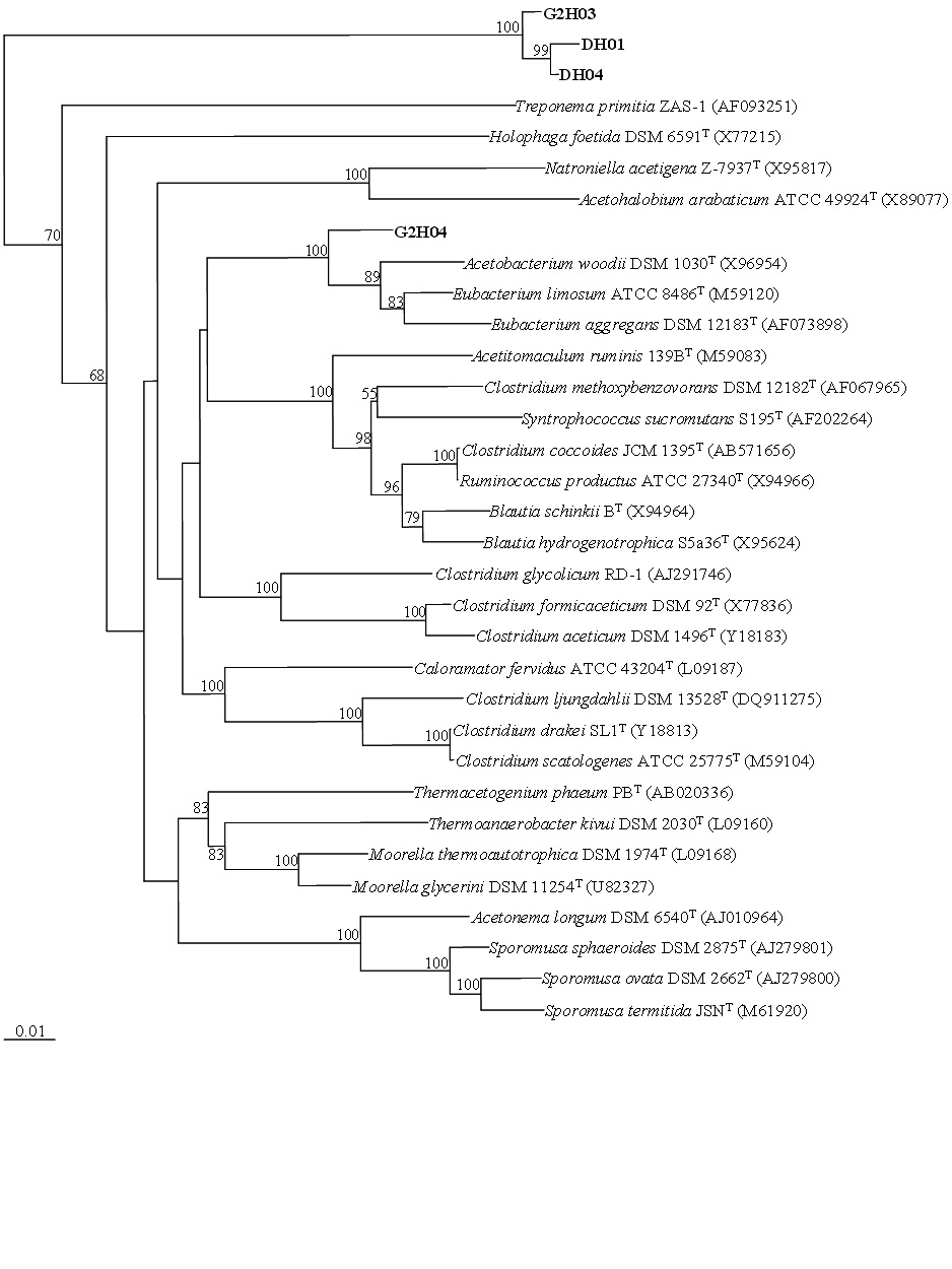 그림 5. Phylogenetic tree of the reductive acetogenic bacteria obtained from rumen fluid based on FTHFS gene sequences produced by the Kimura two? parameter correction model and constructed using the neighbor? joining method. The tree was bootstrap resampled 1,000 times. Only bootstrap values greater than 50% are shown on the internal nodes.