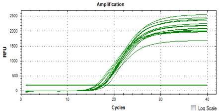 그림 39. Real-Time PCR cycle 곡선