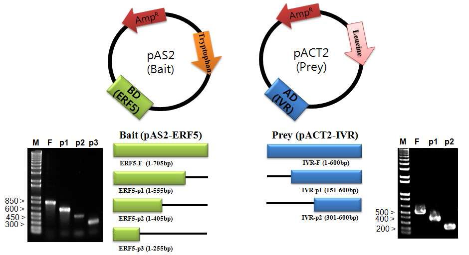 ERF5 및 IVR의 전체 혹은 partial 유전자가 삽입된 yeast two hybrid (Y2H)를 위한 bait 및 prey 벡터 제작