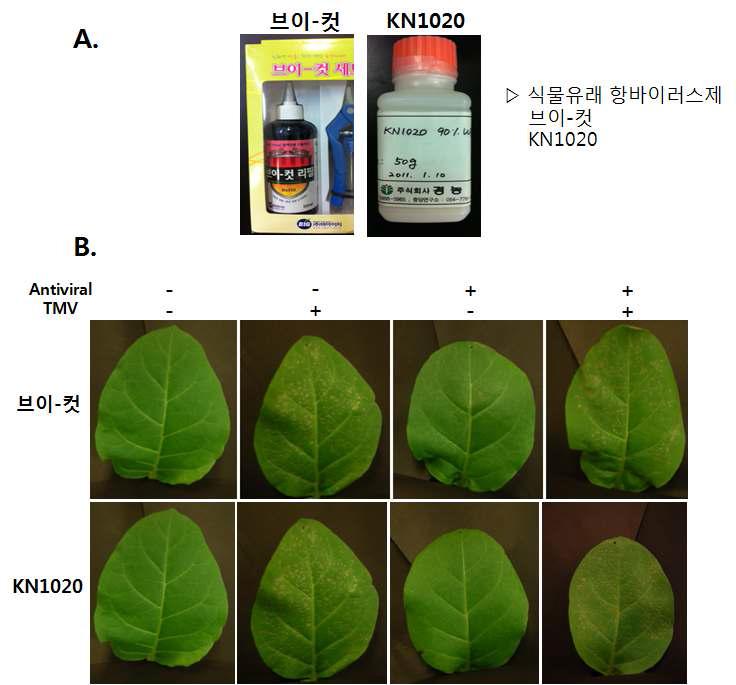 식물 추출물로부터 유래된 항바이러스제(A) 및 TMV를 이용한 항바이러스 효과 스크리닝