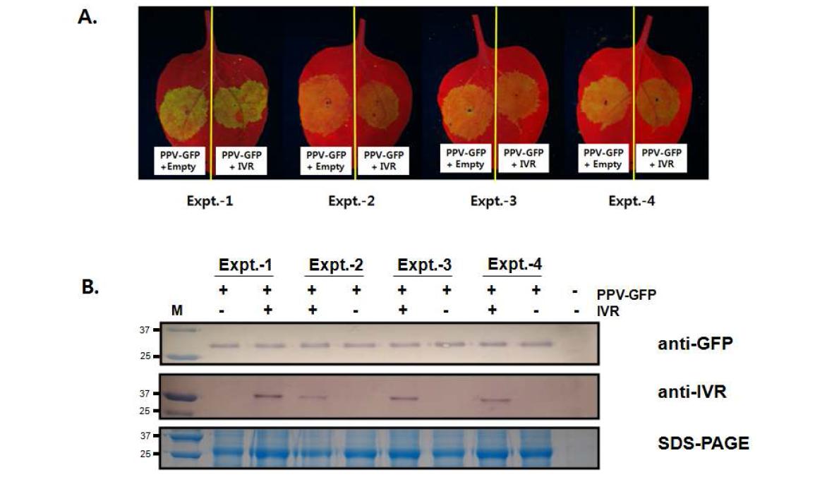 PPV-GFP 및 IVR과 co-infiltration하여 PPV-GFP에 대한 IVR의 항바이러스 특성 검정.