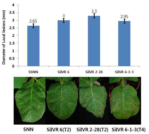 IVR-silenced 형질전환 담배에서 TMV에대한 항바이러스 특성 분석.