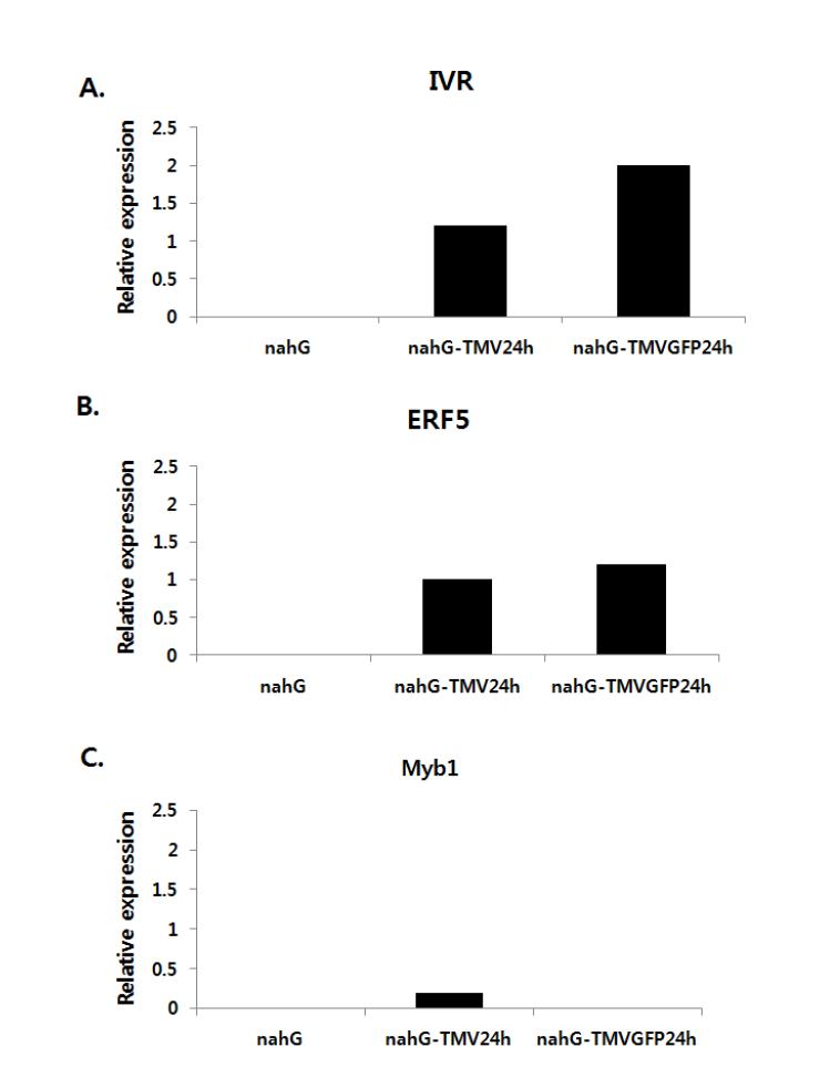 Real-time PCR분석법으로 SA-deficient nahG 형질전환 담배에서 TMV에 의한 IVR, ERF5, Myb1의 정량적 분석