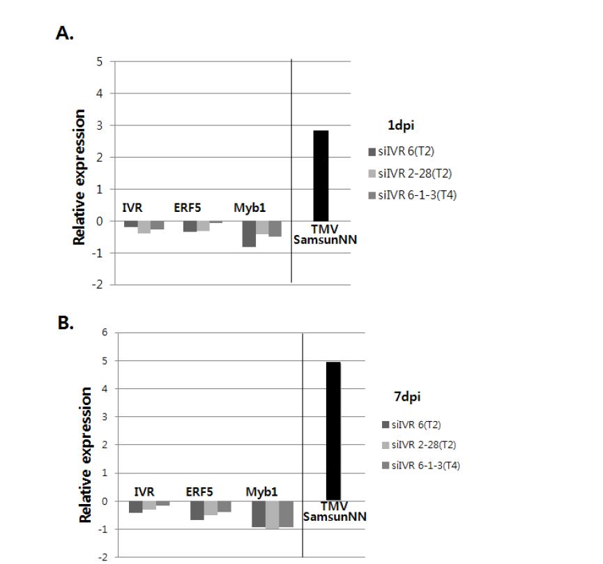 Real-time PCR 분석법으로 IVR-silenced 형질전환 담배에서 TMV에 의한 IVR, ERF5, Myb1의 정량적 특성 분석