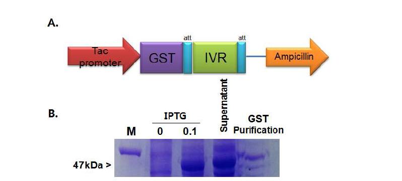 IVR 단백질 발현을 위한 벡터 제작 및 GST를 이용한 IVR purification 확인 A. pGEX-KG-IVR vector construction, B. IVR 단백질 발현후 GST column으로 정제한 다음 SDS-PAGE를 이용하여 확인함