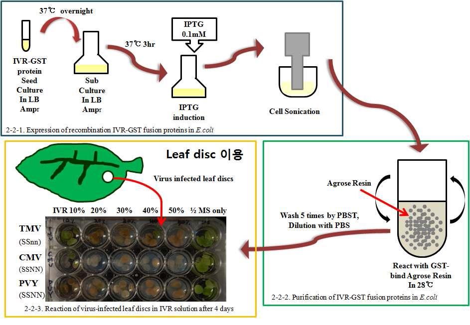 바이러스별 IVR의 농도별 저항성 효과 검정을 위한 leaf-disc 이용법.