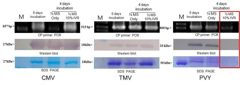 CMV, TMV 및 PVY가 감염된 leaf disc를 10%의 IVR을 희석시킨 1/2MS에 4일 간 정치후 바이러스의 accumulation을 RT-PCR, Western blot 및 SDS-PAGE 법으로 조사함