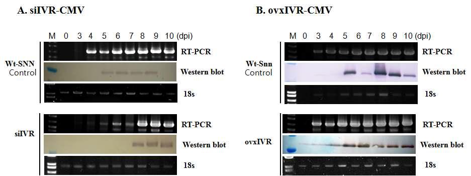 IVR silenced 및 overexpressed 형질전환 담배에 CMV 감염에 대한 IVR의효과 검정.