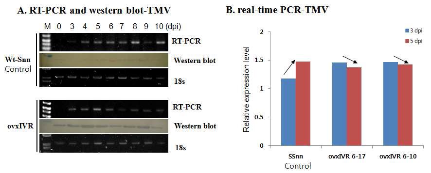 IVR overexpressed 형질전환 담배에 TMV 감염에 대한 IVR의효과 검정.