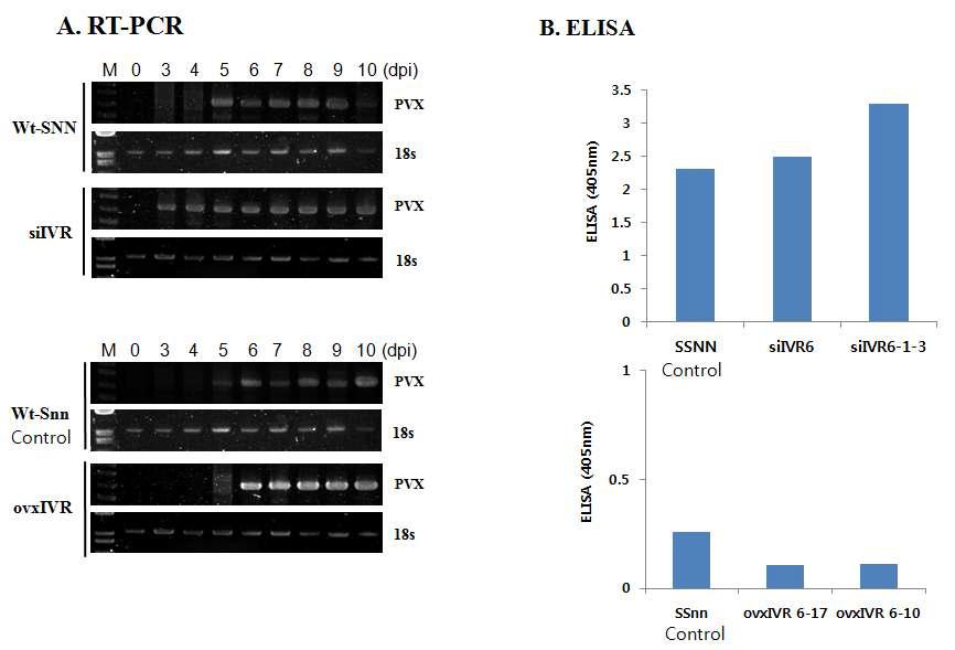 IVR silenced 및 overexpressed 형질전환 담배에 PVX 감염에 대한 IVR의 효과 검정.